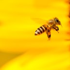 Distopia das abelhas